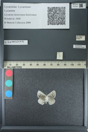 Media type: image;   Entomology 183621